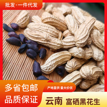 云南富硒黑花生批发量大价优2025年新货黑皮花生米带壳生花生代发
