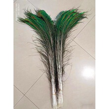 天然孔雀真羽毛翎尾-客厅摆件插瓶花瓶插花装饰羽毛孔雀羽批发 价