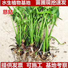 �ȹ���ˮ��ֲ�����l�N��Ĺ��N�� ˮ�� ����ˮ���ӝ��^�V����ˮ�|