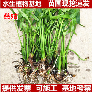 Wholesale Aquatic Plant Seedlings for Arrowroot, Arrowroot Bulbs, Hydroponics, Arrowroot Aquatic Plants, Swamp Filtration, and Water Purification