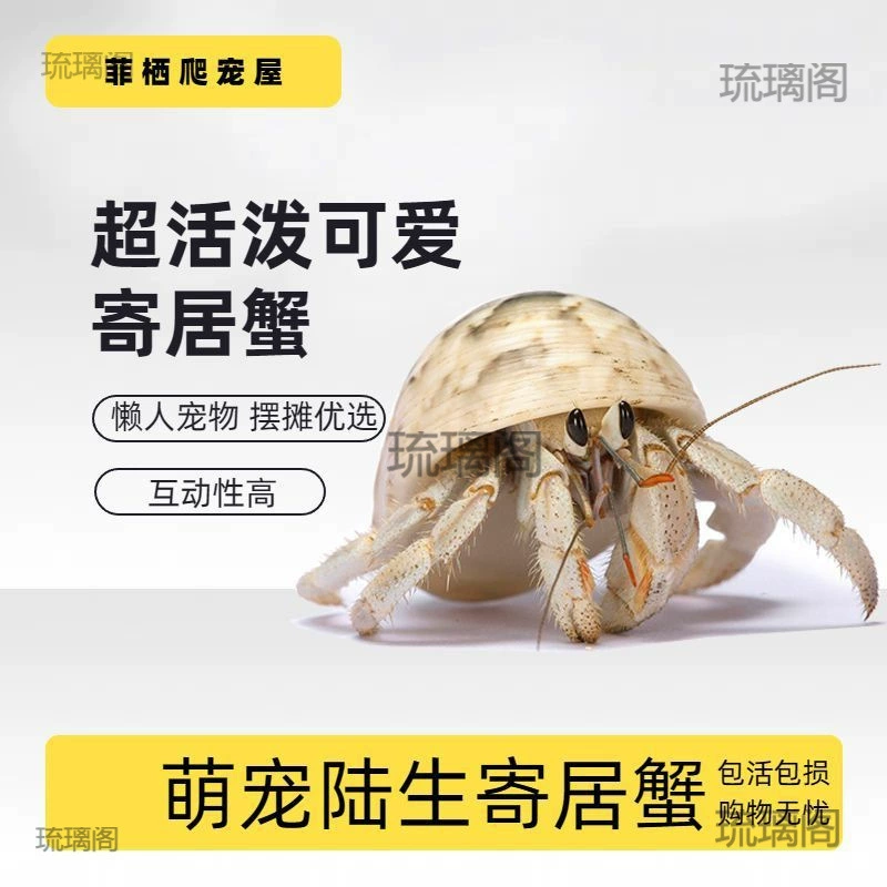 Оптовые живые крабы-скитальцы для начинающих, популярный аквариумный набор, маленькие серо-белые и темно-фиолетовые ленивые декоративные крабы.