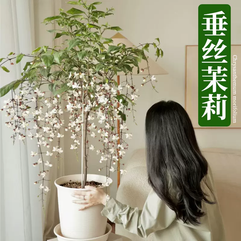 垂丝茉莉带花苞盆栽室内阳台四季开花卉泰国精品垂吊绿植物大颗苗