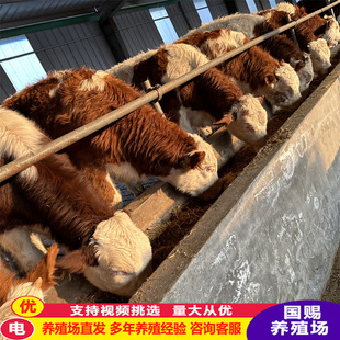 �ؑc�Bֳ�� ���T����ţ �����SţСţ�����l ���T������ֳĸţ