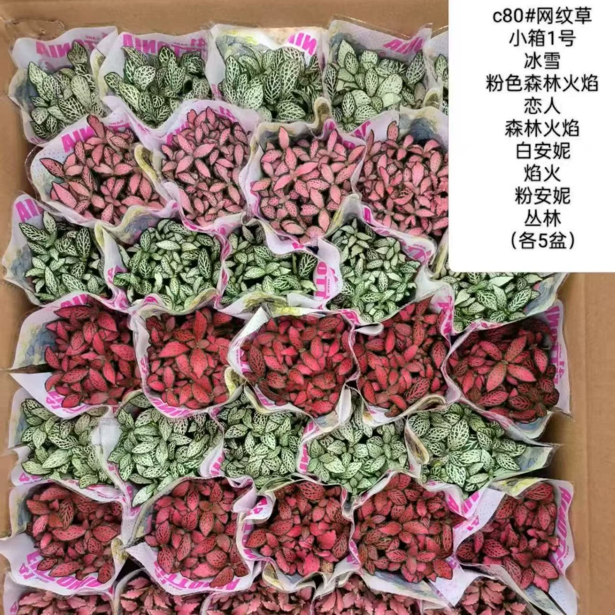 80 мини-сетка в горшке красное пламя белый Ангел мох микро пейзаж DIY завод Аквариум Ландшафтный дизайн Цветок Смешанная упаковка