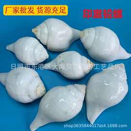 印度铅螺尼泊尔白法螺天然贝壳海螺法事用品鱼缸水族造景厂家批发