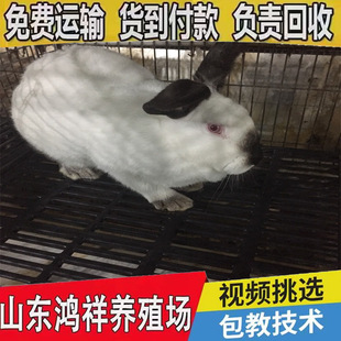 �������÷N�÷������س������l���w���������ӳ��ۑ���ĸ�Ãr���