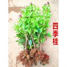 �ļ��𻨘����ļ��_����С�絭��ͥԺ�e���G������ɫ�K�G�h����