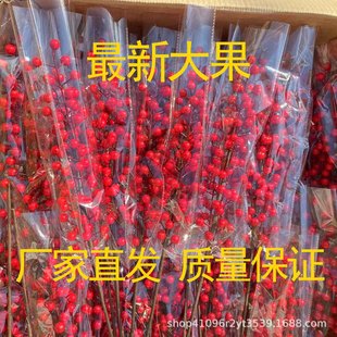 �羳����t�������12�^�t�{�����w�¾Ӕ[�����滨����lؔ��