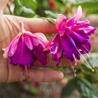 Los pétalos dobles cuelgan boca abajo, las plántulas de la campana dorada, las linternas, las plantas en macetas, las plantas verdes de interior, los balcones, las flores florecen en todas las estaciones, las flores continúan floreciendo