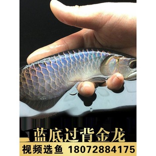 �ŵ��{���^���߱������~���~�������~���wС���~�猚ʯ���~�Ꭷ�~