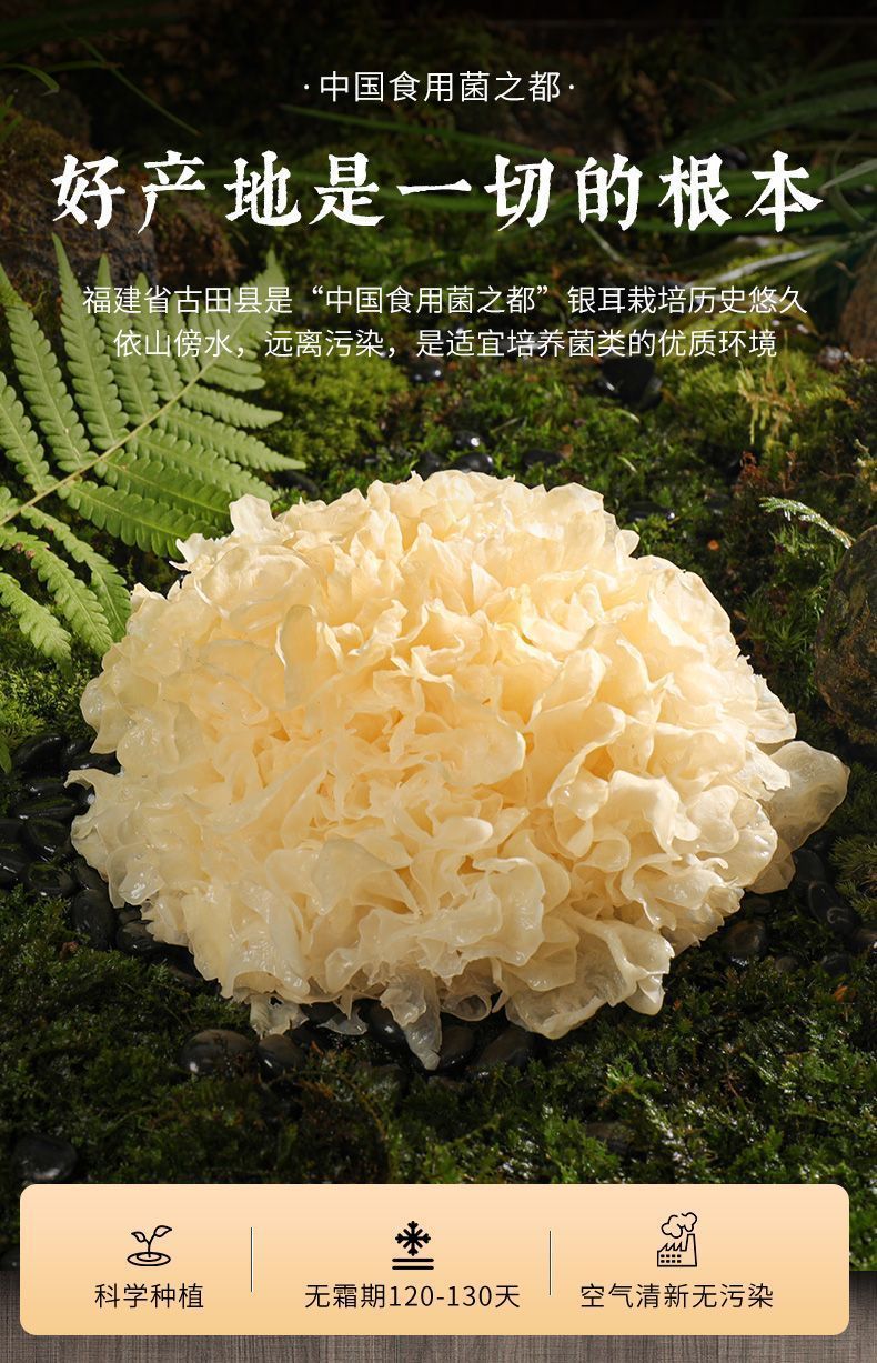 Premium Dried Tremella Snow Fungus Yin Er Large Blooms 250g Nourishing Soup Dessert Ingredient key features