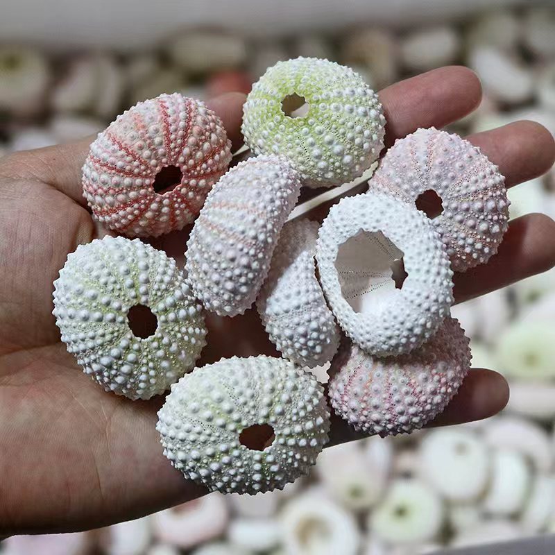 粉海胆壳贝壳海螺创意diy小夜灯地中海装饰空气凤梨花盆批发