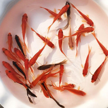 С���~�ˮ�^�p�~����wС�~����ˮ�~��С�\�����P�������]���l