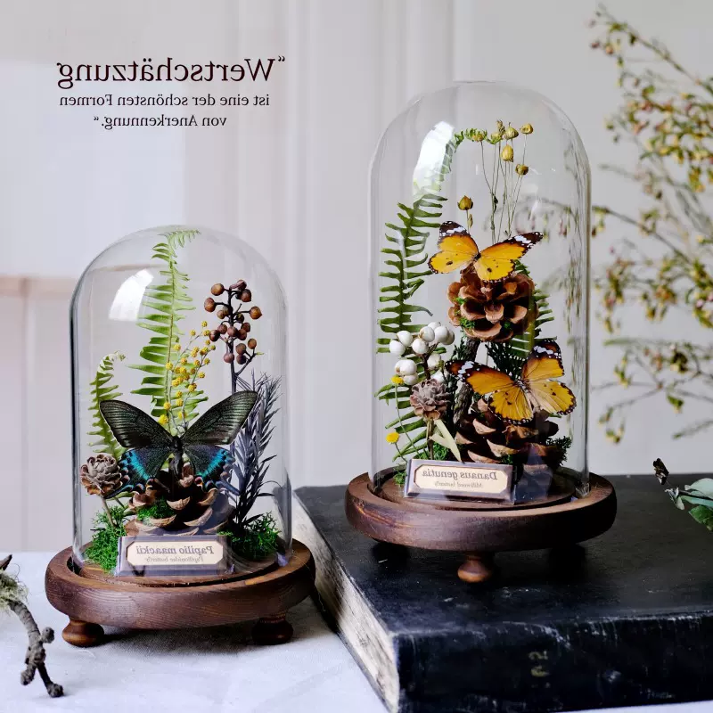 外贸透玻璃罩蝴蝶标本植物标本干花摆件昆虫家居花陈列礼物微景观