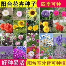 花卉种子好养懒人一年四季开花养不死室内室外太阳花波斯菊百日草