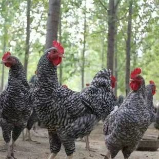 С�u�л����J���u����Ó���J���u���Bֳ���l�������u��߮a���u��