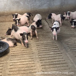 养殖场长期出售小香猪出售网红宠物小香猪出售多少钱一只