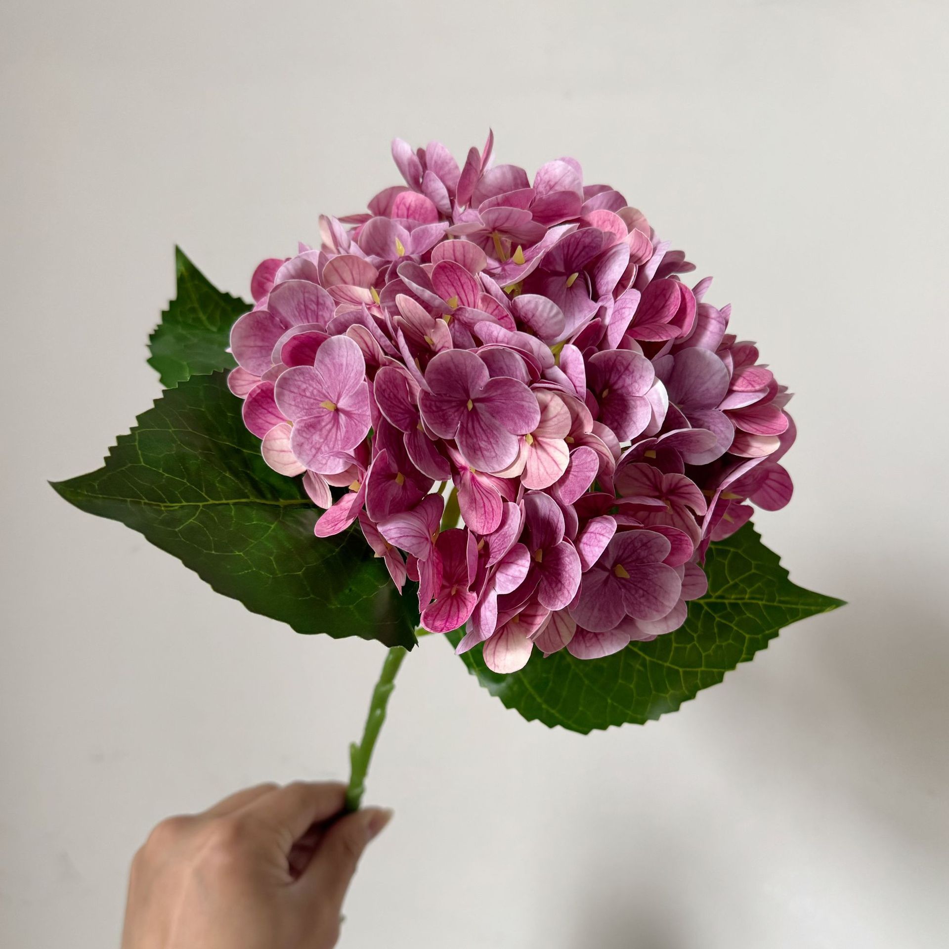 Color de pasta de frijol