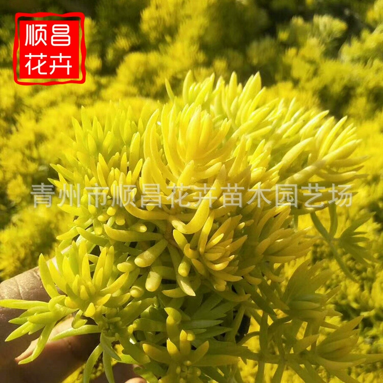 Золотой лист зеленый лист полыни изоляция крыши Двор Пейзаж озеленение Шаньдун база оптом инженерные рассада полыни