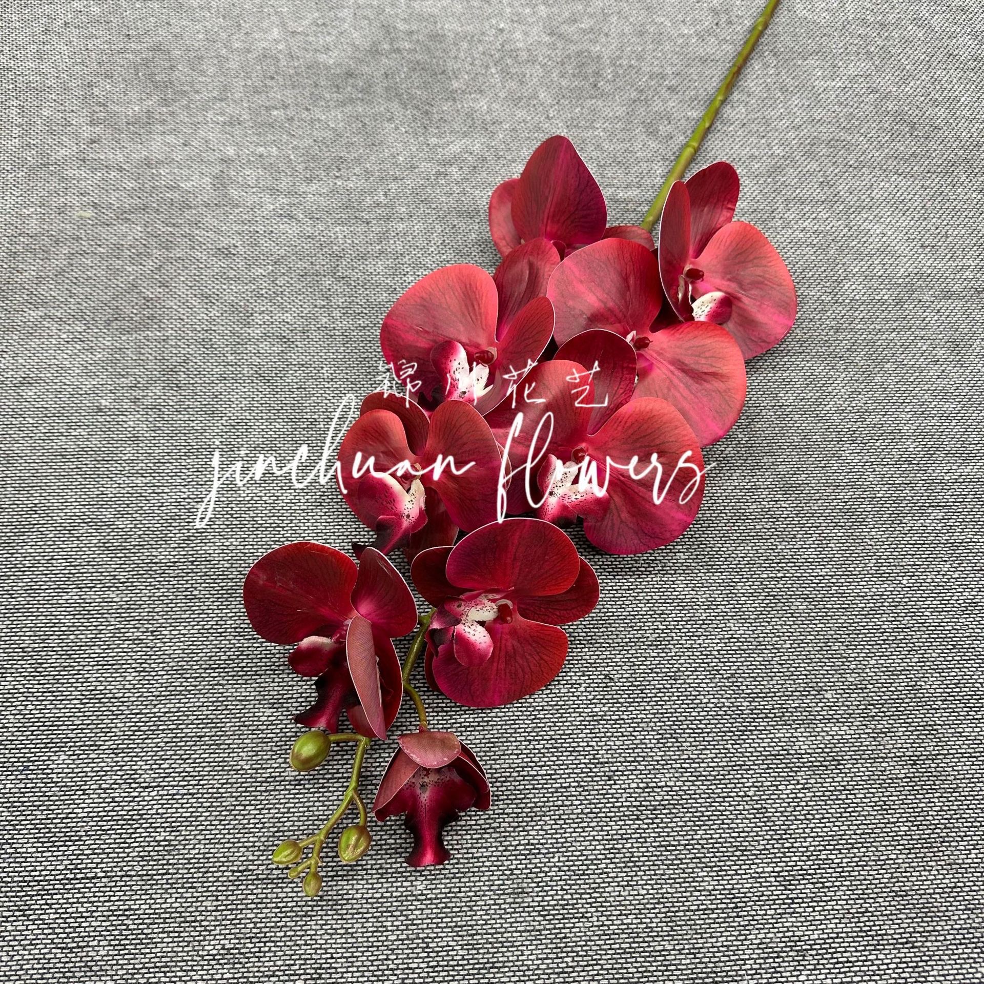 9 머리 Phalaenopsis 정말 빨간색