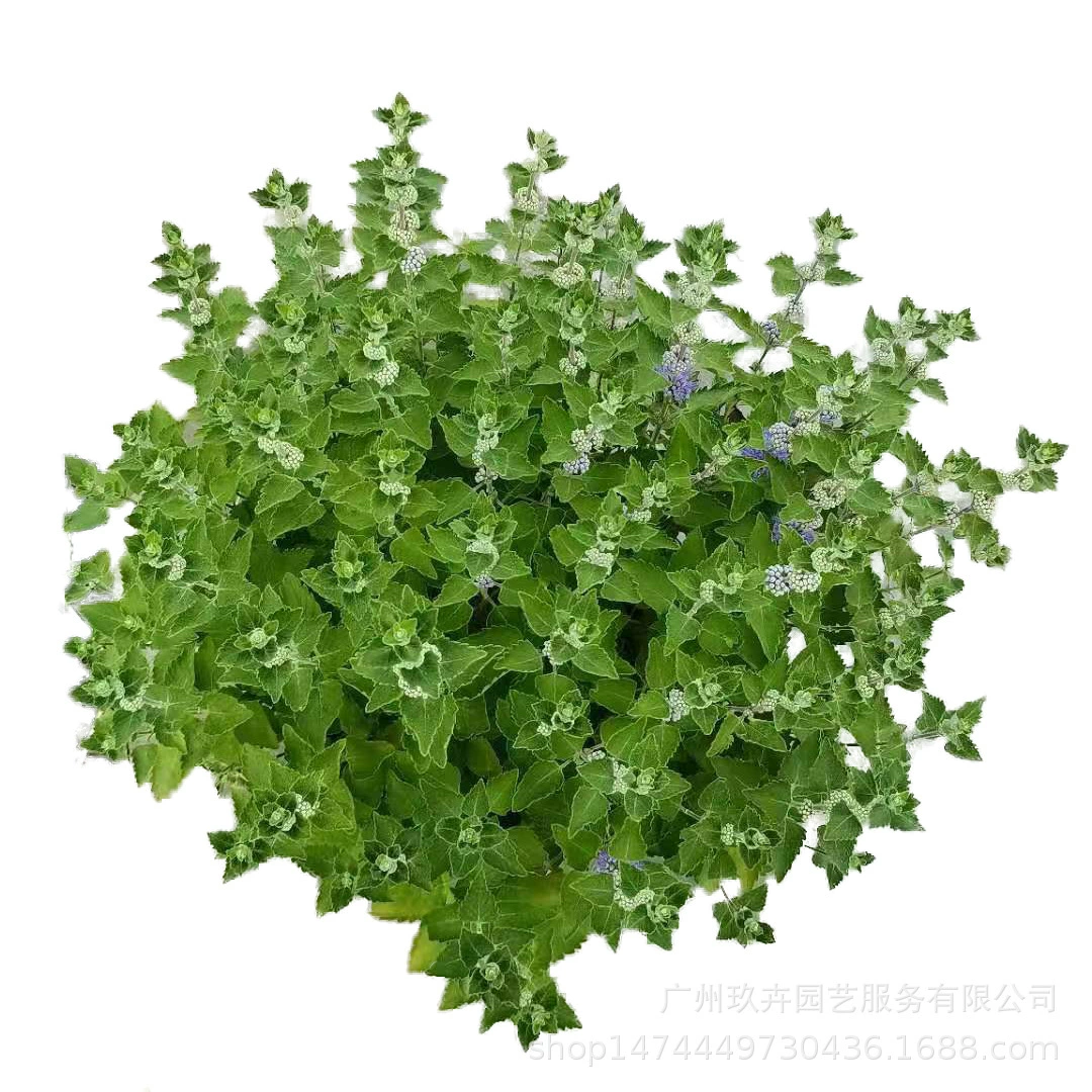 Пагода цветок смотровое растение маленький горшок цветочная клумба Парк двор цветок зеркало зеленое растение срезанный цветок