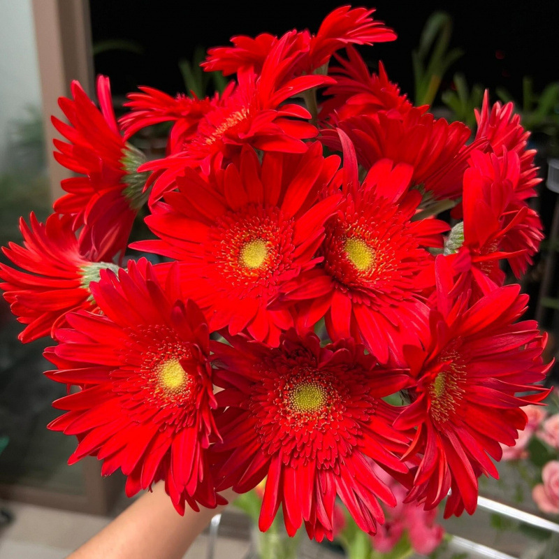 玫瑰花鲜花云南昆明基地批直发百合向日葵红豆家用鲜切水养插|undefined