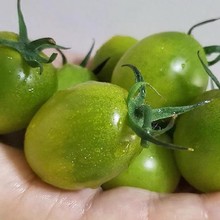 山东潍坊青口蜜小番茄圣女果青色绿色小番茄西红柿现摘现发水果