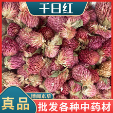 千日红花茶批发 新货散装500g云南千日紫承接大货千日红干花头