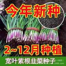 �ϸ�����²����ӿ�Ҷ�²��ѻƹ���ԭװ�ļ��߲����Ӵ�ȫ��