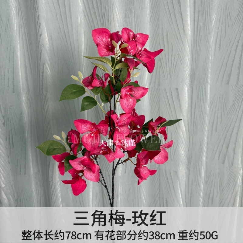 부겐빌레아