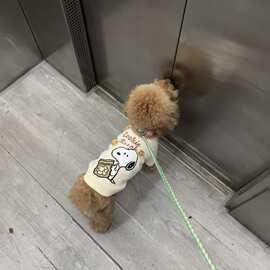 ins韩国宠物狗狗T恤套头卫衣泰迪比熊小型犬拼接短袖春秋衣服