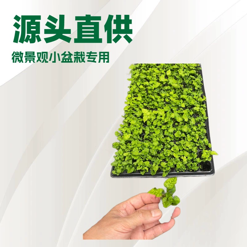 Микроландшафтный золотой папоротник зебры, плотнолистный гидропонный папоротник, теневыносливое подвесное растение для внутреннего и наружного использования, простое в уходе и вечнозеленое круглый год.