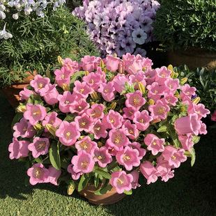Mixed Color Bellflower Flower Seeds Garden Flower Flower Seeds Bell Flowers Cold-Resistant and Easy to Live All Year Round Outdoor Potted Flowers