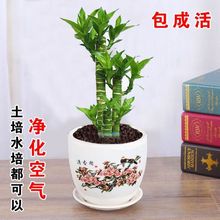 水培植物荷花竹水养盆栽室内花卉绿植文昌竹风水富贵竹净化空气好