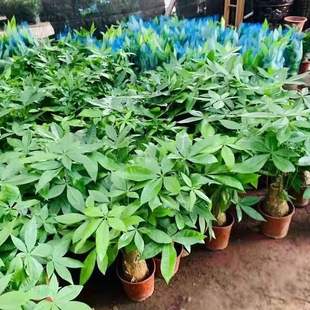 ����lؔ��֘��҃���ؔ�����Ϙ��ļ��lؔ���ÿ͏dˮ�����˿羳