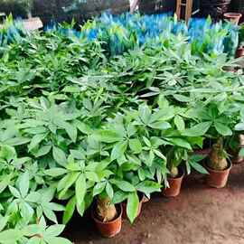 大象发财树粗桩室内招财净化老桩四季发财树大棵客厅水培懒人跨境