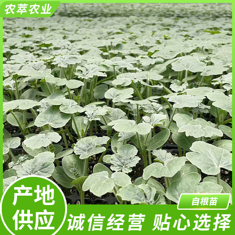 产地供应 庭院自根苗水果蔬菜自根苗带叶盆栽 田园蔬菜种植自根苗