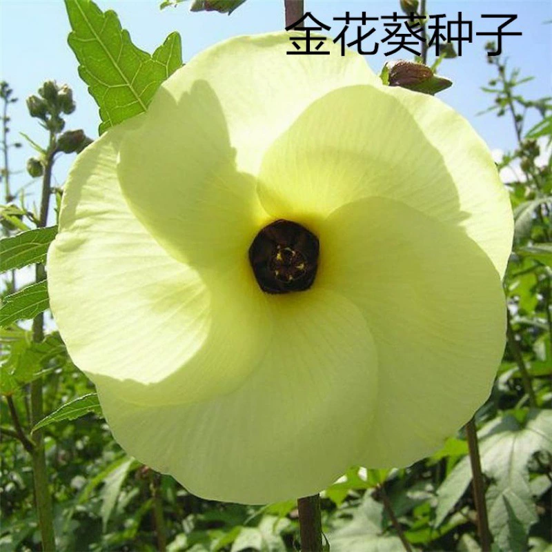 Навальный золотой цветок семена подсолнечника семена бамии семена диких овощей едят цветы едят фрукты все тело-это сокровище семена китайской медицины оптом