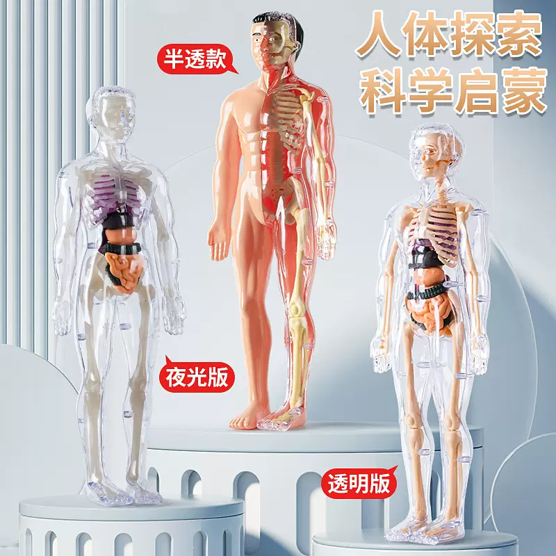 儿童玩具解剖早教3d骨骼仿真人体骨骼结构模型拼装医学器官教具