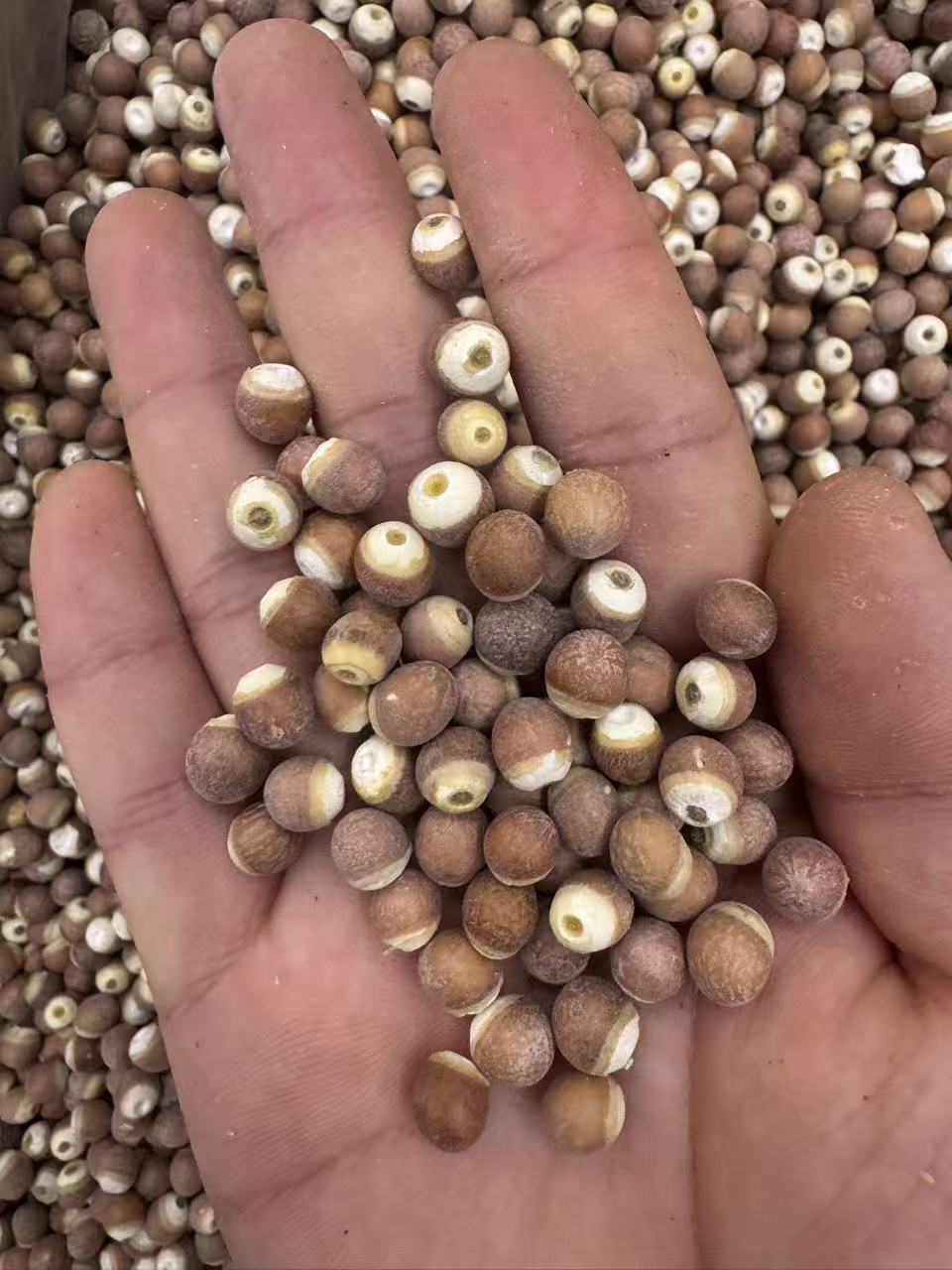 Dried Gorgon Fruit Qian Shi Euryale Ferox Seeds for Soup Tea and Congee 1000g Sulfur-Free Guangdong quality and texture