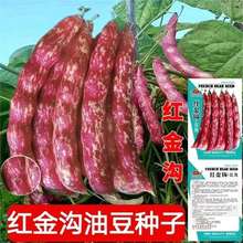 红金钩红金钩油豆角种子油豆秋季芸豆蔬菜种籽架豆四季播种孑