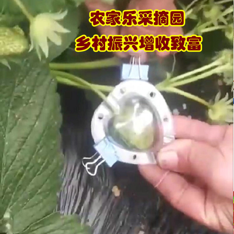 4cm小心形草莓圣女果人参果水果蔬菜范制葫芦定型塑料模具采摘园