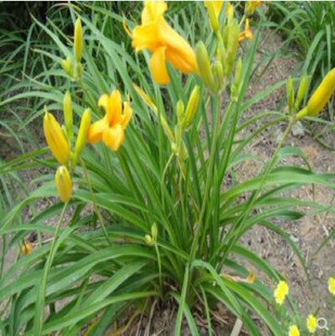 ��� ��������� �t��ʯ��� ����� �������l�G����ľ�޸�����