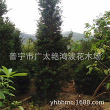 广东造型罗汉松林圃直供景观园林绿化乔木罗汉松树假植苗乔木树