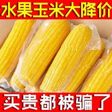 水果玉米甜玉米小棒真空熟食免煮水果新鲜即食学生宿舍跨境混批