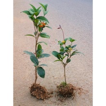 �ļ��𻨘������Ԍ�ԭ����������¹�����̨�w���������辰