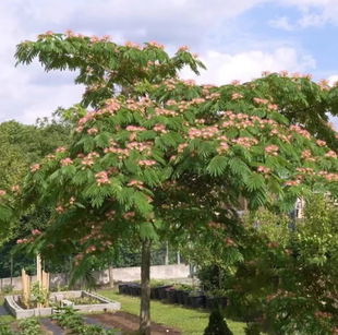 Dropshipping of Albizia Saplings from the Base, Freshly Dug Albizia Flower Seedlings for Villa Courtyards, Suitable for Planting and Greening in Both Southern and Northern Regions