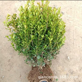 盆栽;种子;园林果树