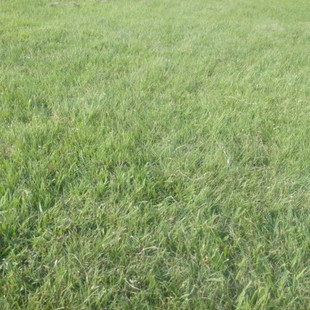 ů���Ͳ�ƺ�N��Ұţ�ݷN��ˮţ�ݷN