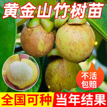 Sɽ޽ͥԺ̨ԹXϷͺNֲ